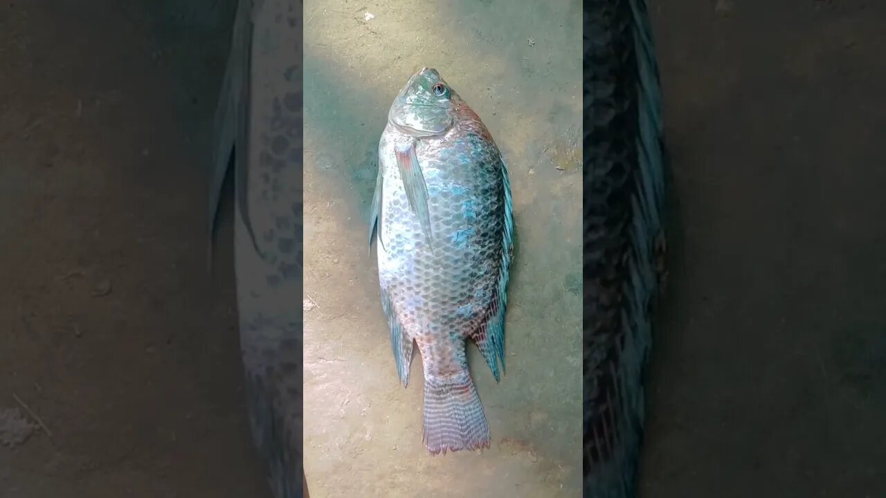 #fish #fishrecipe #viral #shorts #youtubeshorts #viralshorts #bengalcooking @BENGALCOOKING