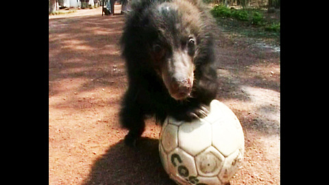 Sloths Play Soccer