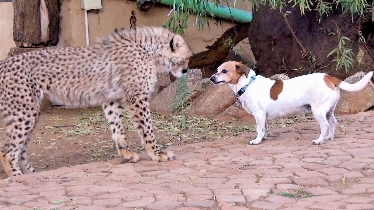 African Cheetah Cub Versus Jack Russell Terrier - Cat & Dog Fight Battle of Will - Cheetah Thug Life