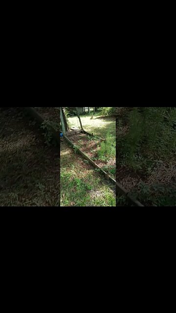 Look Who Came To Visit The Cats