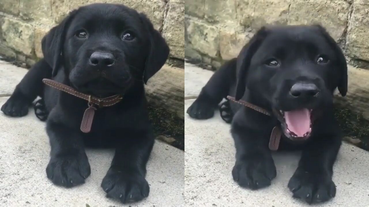 OMG So Cute Dogs - Best Funny Dogs Videos #1
