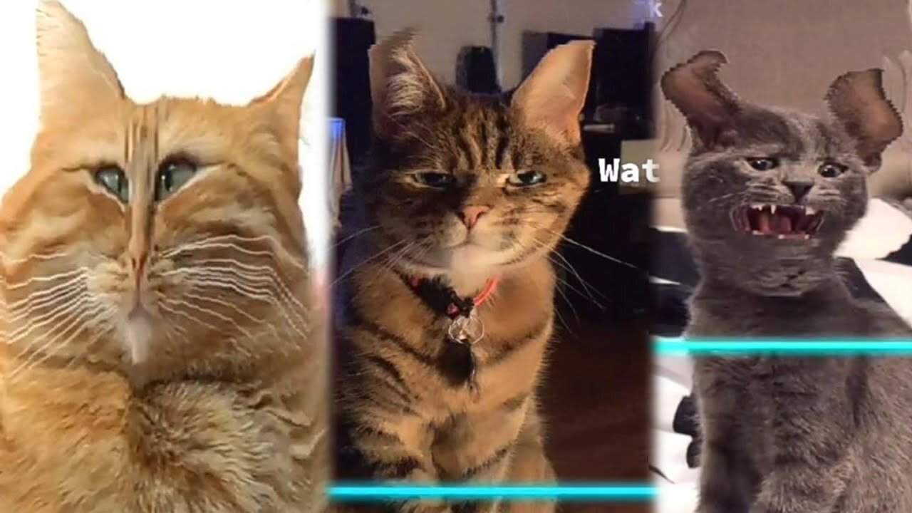 Time Warp Scan Pets TikTok Compilation 2022 | Joys Pets