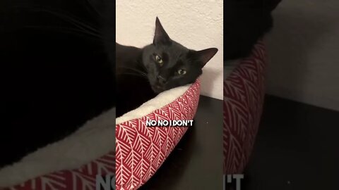 ❤️SHARE/ 🎙COMMENT/ 🔄REPOST/ 🔗COPYLINK/ 🥰FOLLOW/ XXX #cat #blackcat #leonthecatdad #relateable