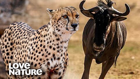 Cheetahs Gang Up on Wildebeest for Hyenas to Steal Kill | Love Nature