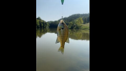 Bluegill