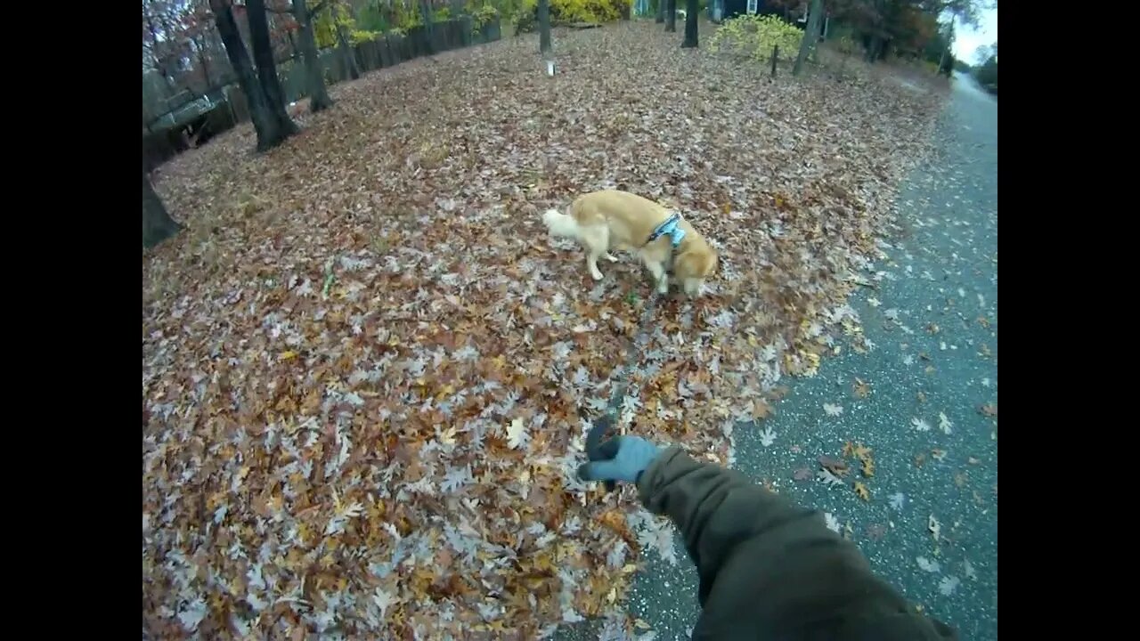 November 22nd, don't know temperature but it's too warm for Carhart jacket, Flynn does his thing.