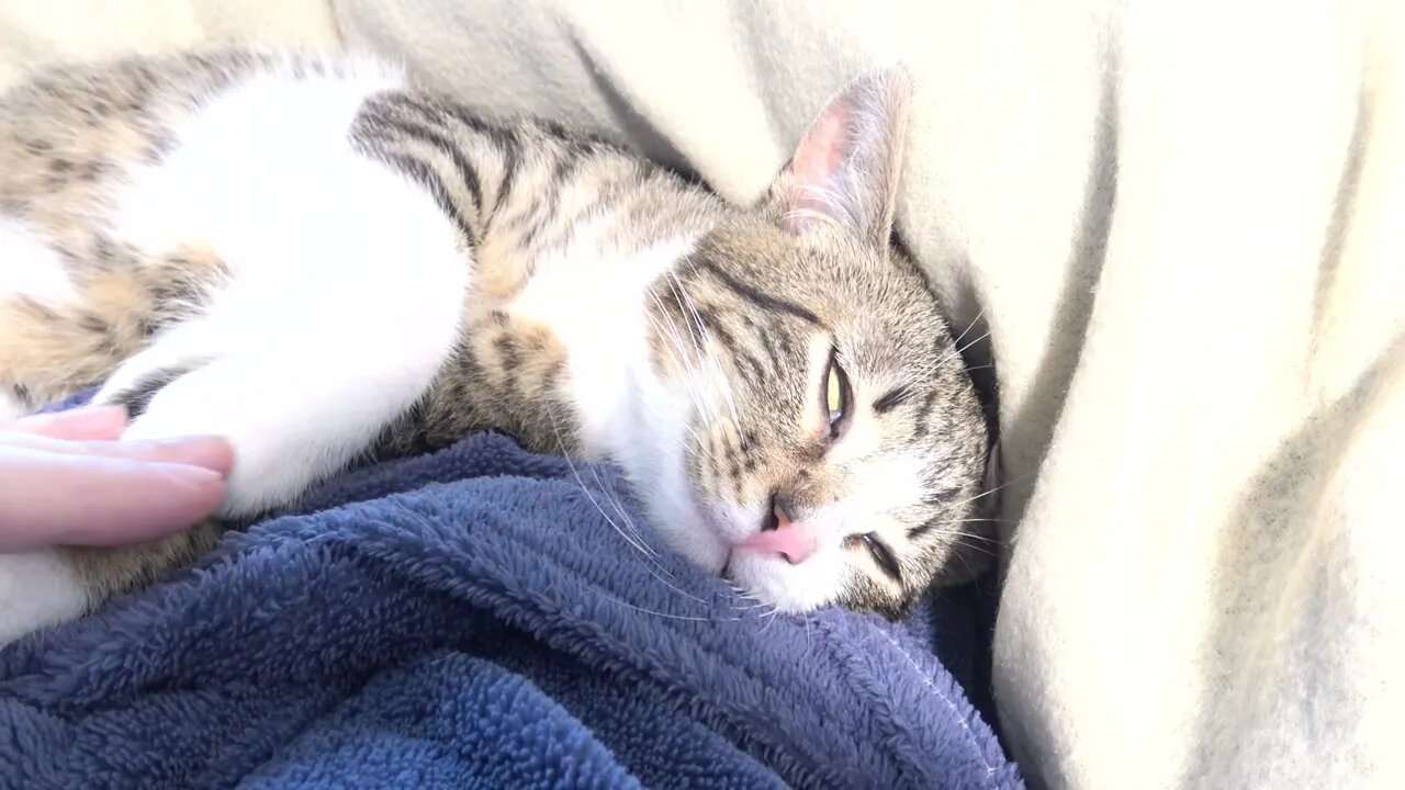 Adorable Little Cat Purrs In Mom's Arms