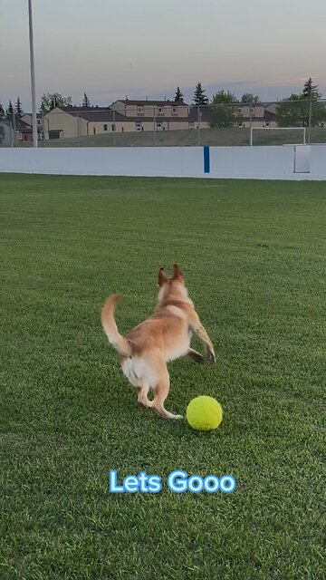 Lets Gooooooo💪🏻🐶✨💵