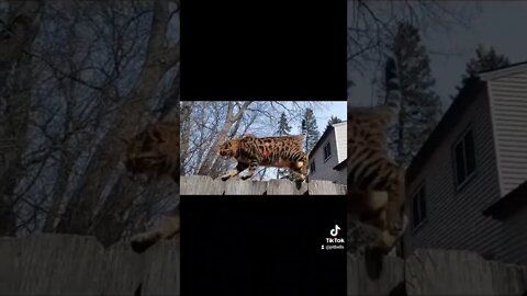 Still got it #shorts #bengalcat #cats #catlover #pets #animals #animallover #balance #mission
