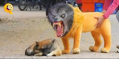 Troll prank dog funny & fake lion and fake tiger to dog and huge box prank to dog