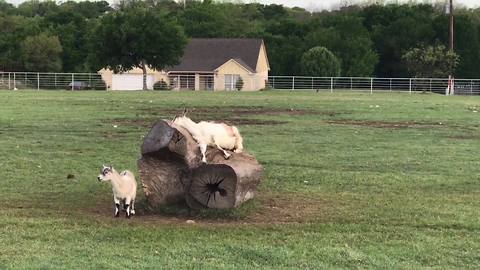 Funny Goat Falls Off a Large Stunt