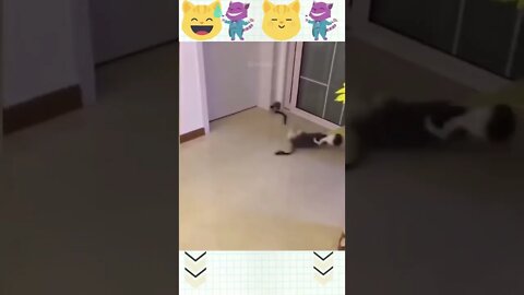 funny animal cat