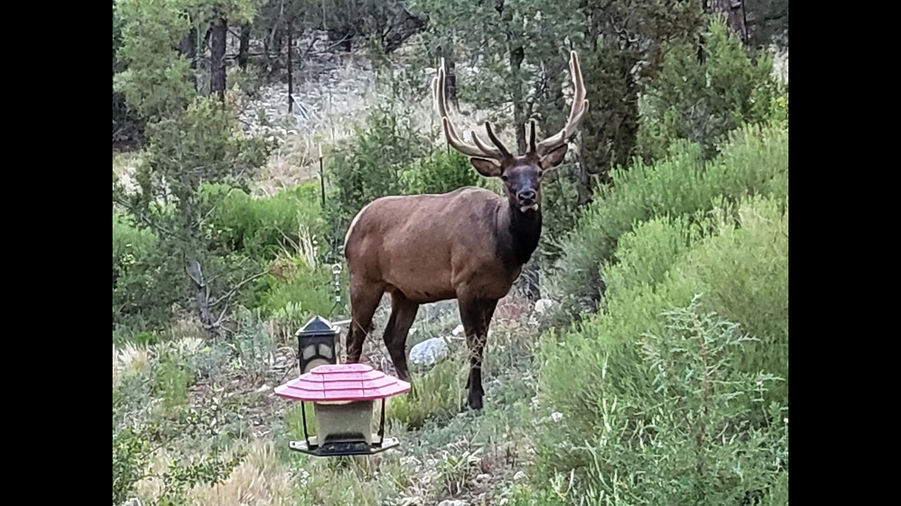 Elk 07-13-22