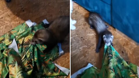 Funny pet ferret finds spandex irresistible