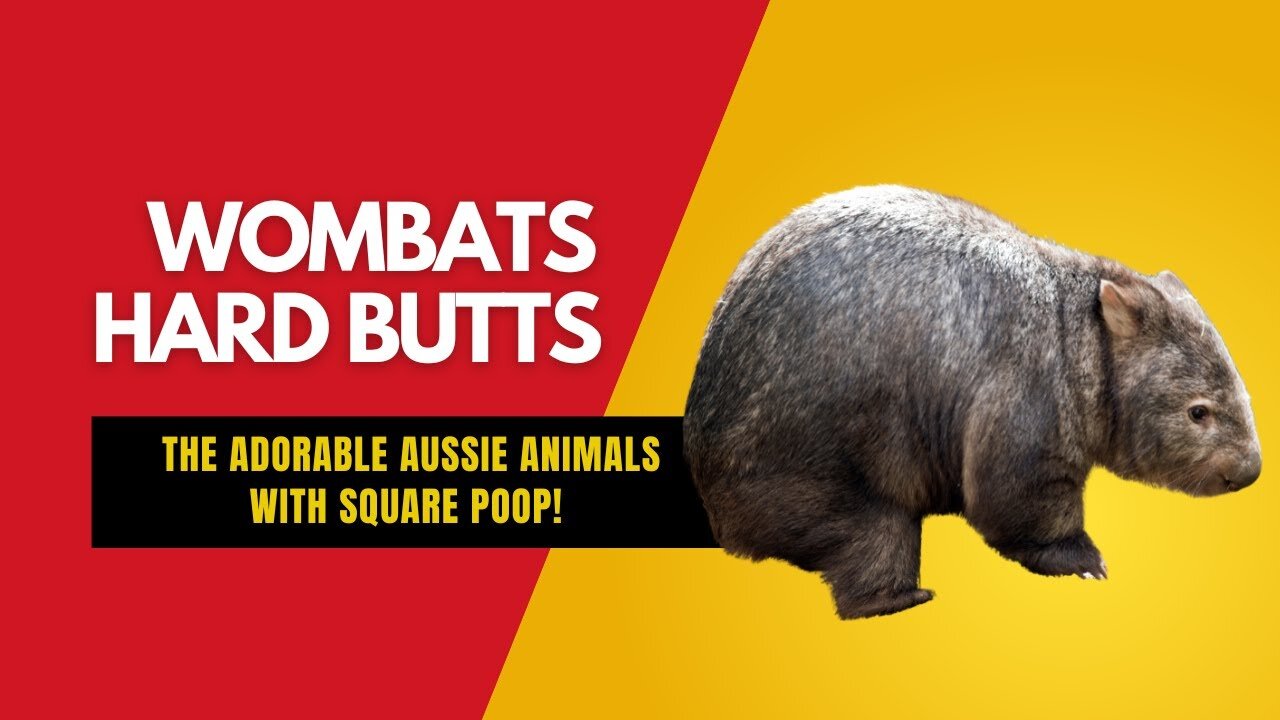 Wombats Hard butts: The Adorable Aussie Animals with Square Poop