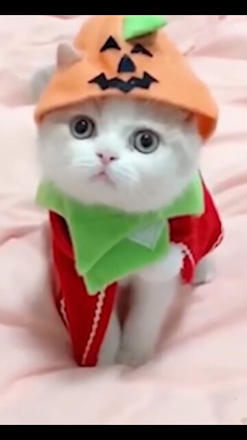 CAT FUNNY VIDEO/NEW MADANP/CAT SLEEPING