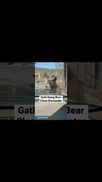 Gatlinburg Bear Checks For Parking Tag