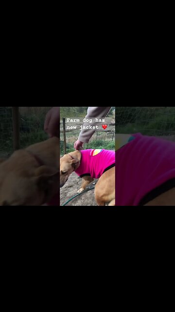 Farm dog has beautiful new jacket ❤️