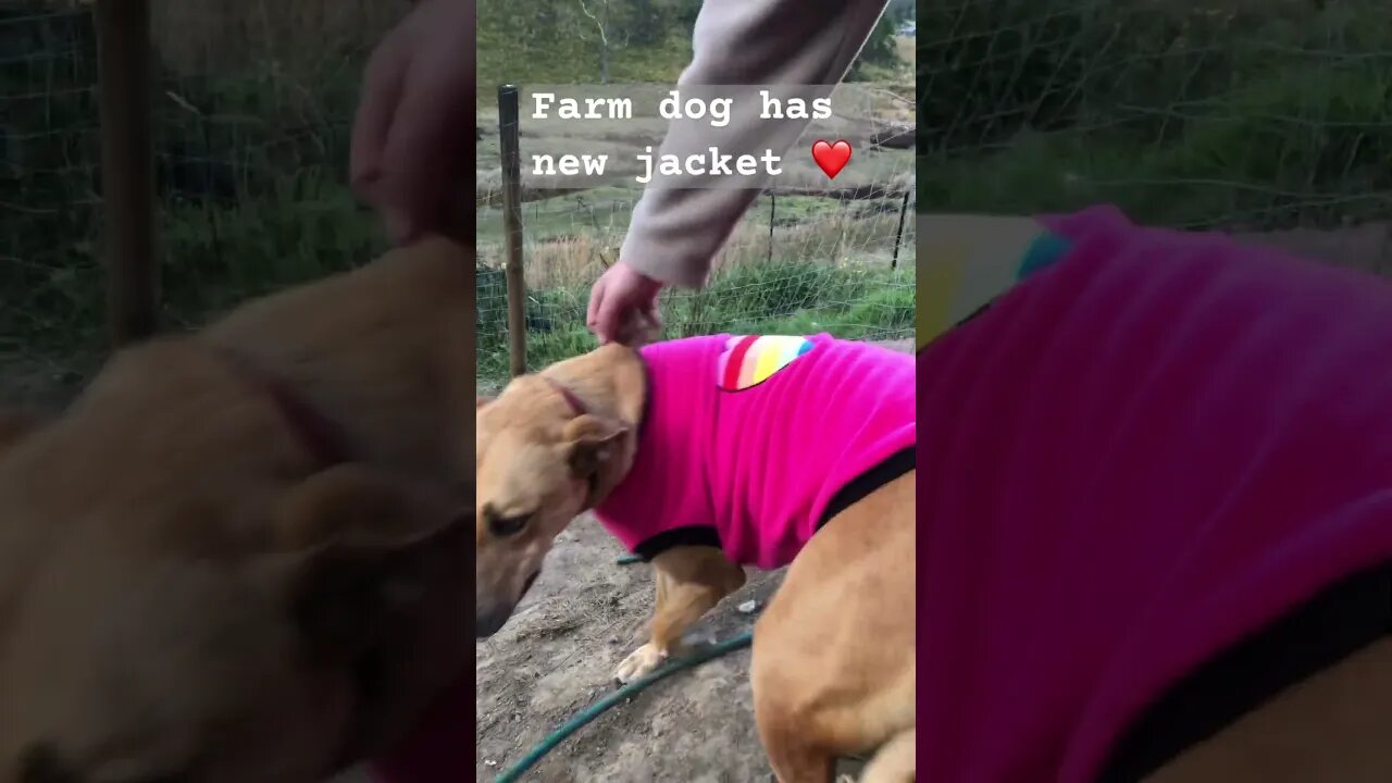 Farm dog has beautiful new jacket ❤️