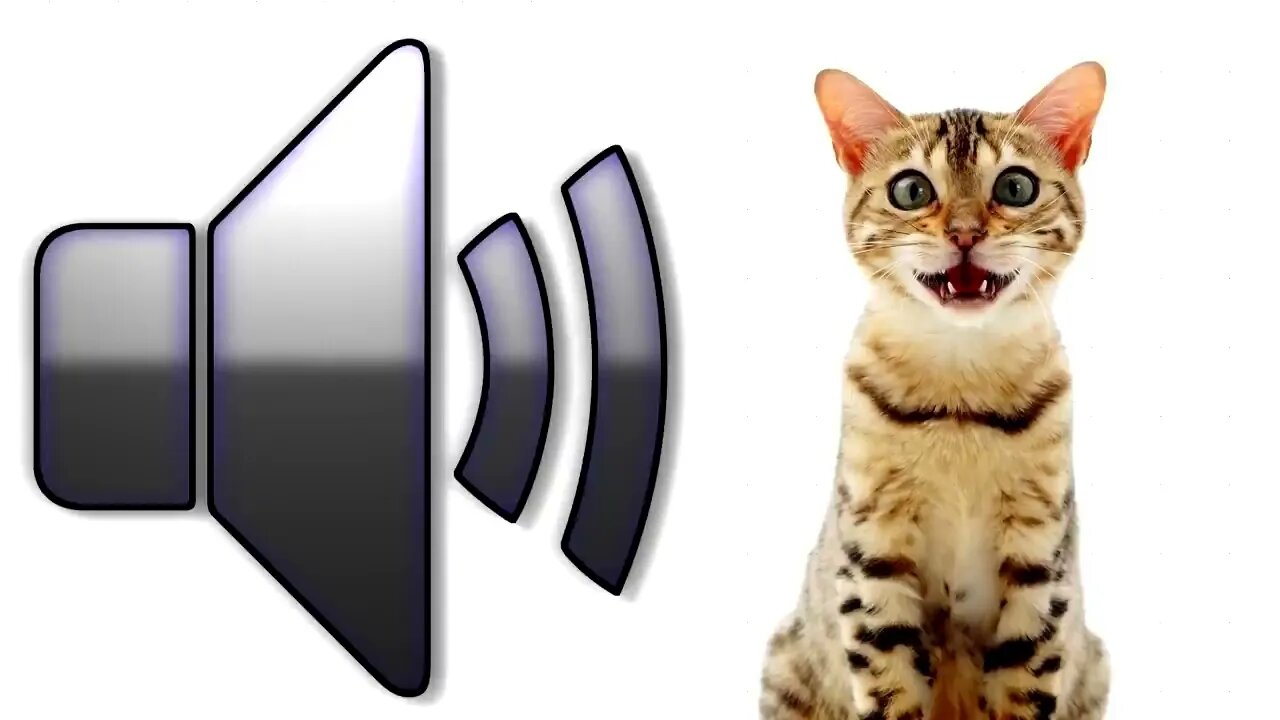 Cat Meowing Sound Effect Download