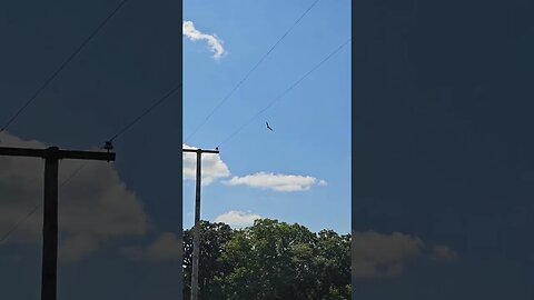 Wildlife around the Farm 🚜 series, Vultures above