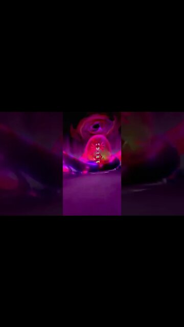 Pokémon Sword - Shiny Dynamax Zoroark Used Max Darkness!