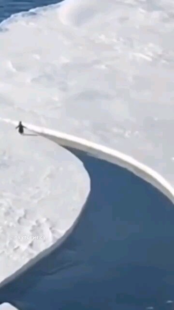 Penguin Is A Greek God