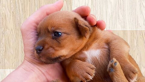 Cute Dog - Puppy Sleeping in My Hand