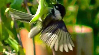 IECV NV #254 - 👀 A Quick Look At The Black Capped Chickadee Playing 8-1-2016