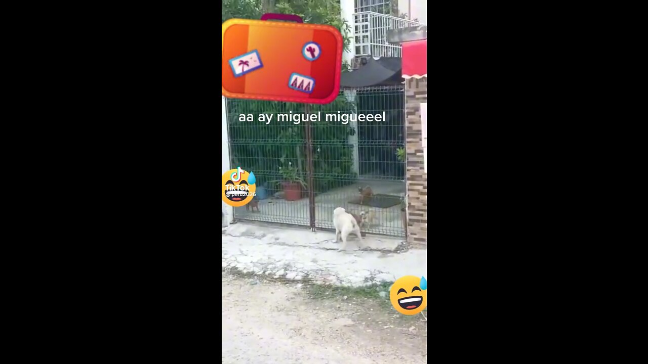 Follow us…..animals.... #cat #dog # animals #pet and animals