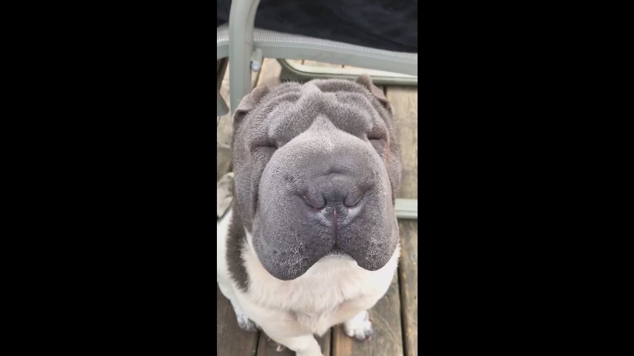 Super Sleepy Dog Can't Keep His Eyes Open