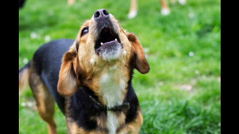 TOP 10 dog barking videos compilation - Dog barking sound - Funny dog clips
