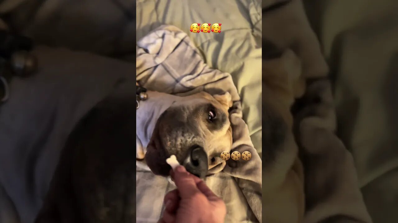 🍪🥰🍪🥰 Cookie time. #food #cooking #dog #love #happy #like #happy #amazing #viral #funny
