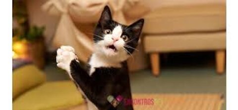 The best scares of cats 😹 - Don't try to contain your laughter 😂 - Life of funny cats