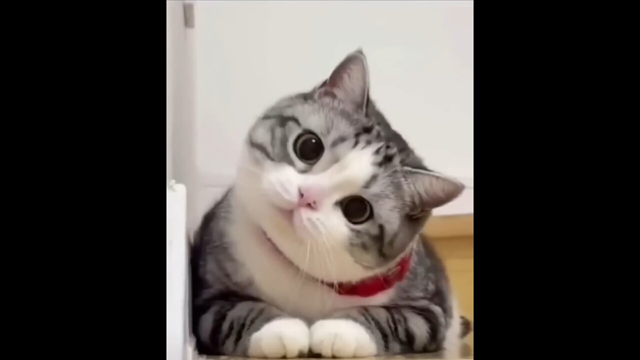 Cute cats