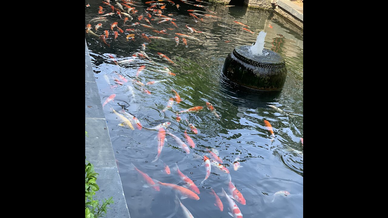 ornamental koi fish