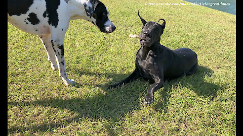 Playful Great Danes Have Fun Sharing A Stick