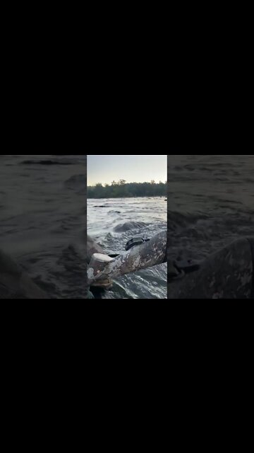 First day of goose season.