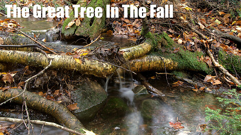 The Great Tree In the Fall