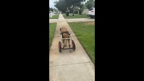 Lola using her wheelchair