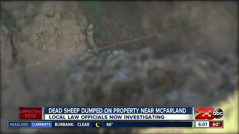 Dozens of dead sheep dumped on Bakersfield family's property