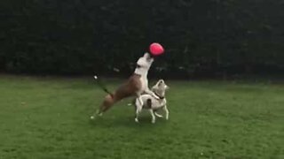 De här hundarna blir galna i en ballong
