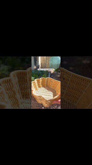 Swiss chard from my backyard