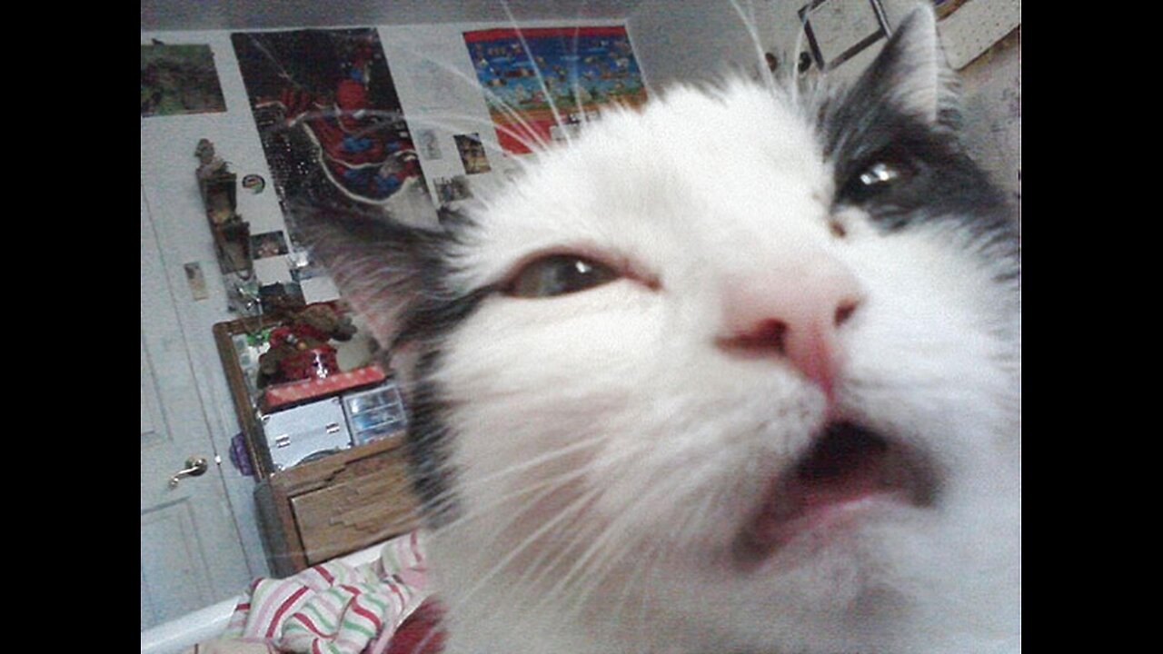 Try Not to Laught π - Cats & Dogs Edition Part 1πΊπΆ