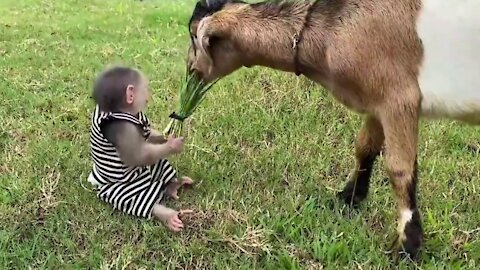 Monkey feeds a Goat! It's really cute!