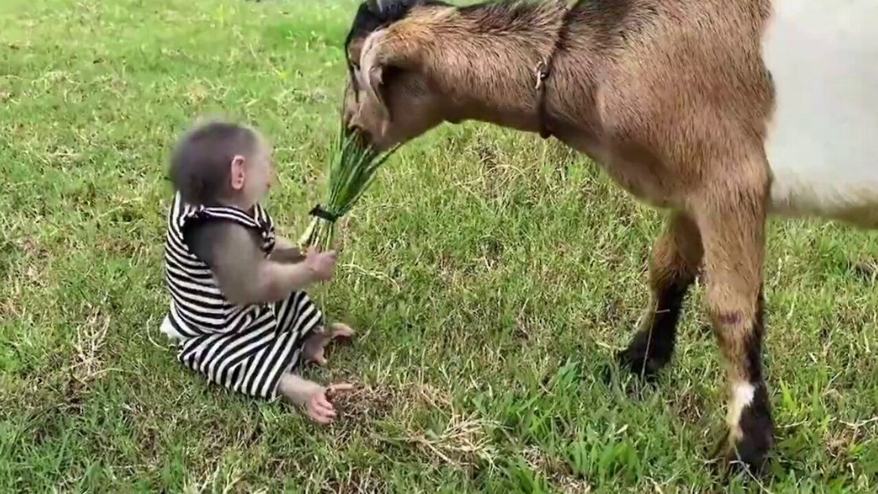 Monkey feeds a Goat! It's really cute!