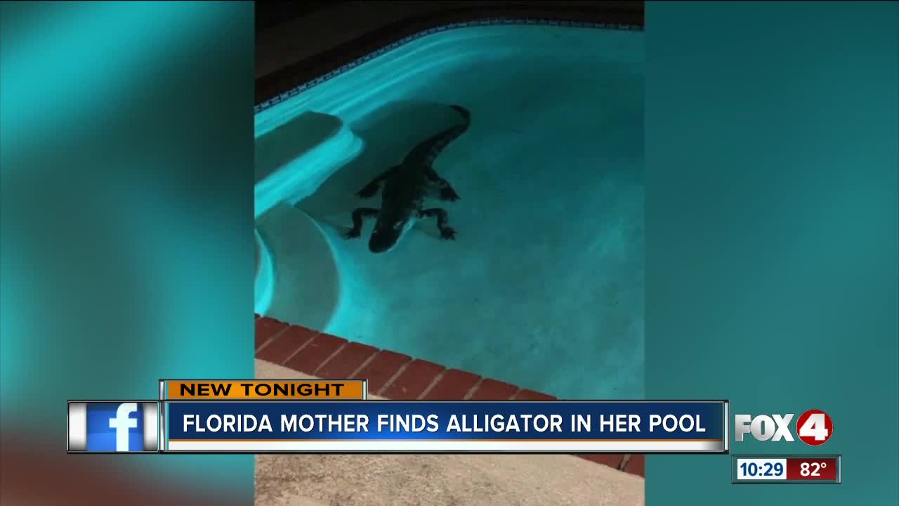 Florida mom finds alligator in her pool