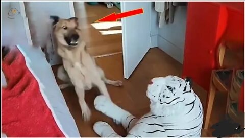 AWW SO FUNNY😂😂 Super Dogs And Cats Reaction Videos (Honest Audio)