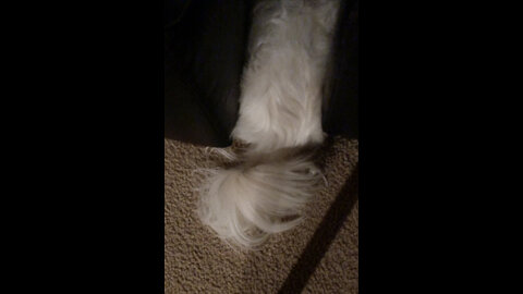 Dog hiding, until her tail gives her away