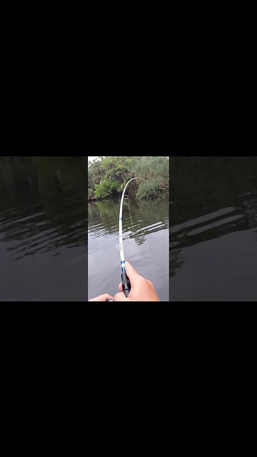 Skinny creek lands me a BIG striper!